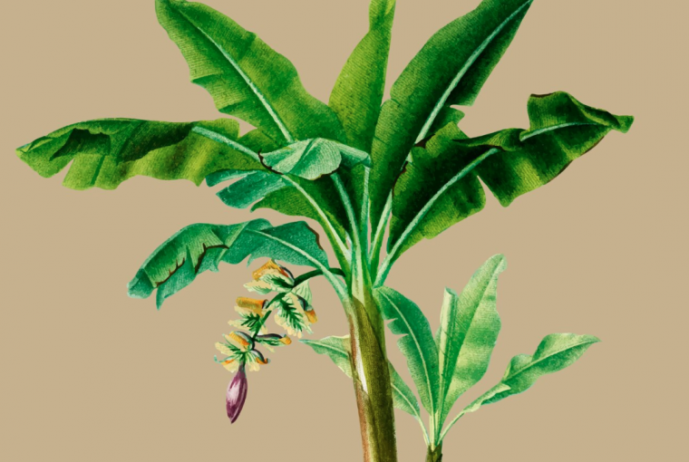 Is Banana Fiber the Most Sustainable Fabric?